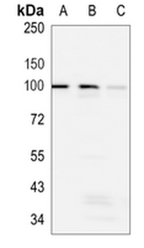 DGCR8 Rabbit Monoclonal Antibody