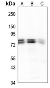 SSX2IP Rabbit Monoclonal Antibody