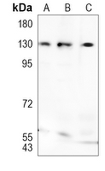 GM130 Rabbit Monoclonal Antibody
