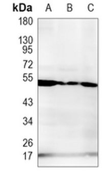 GRSF1 Rabbit Monoclonal Antibody