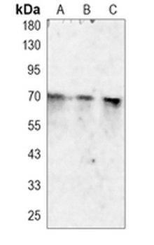 NRF1 Rabbit Monoclonal Antibody