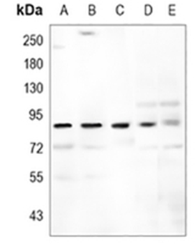 STAT3 Rabbit Monoclonal Antibody