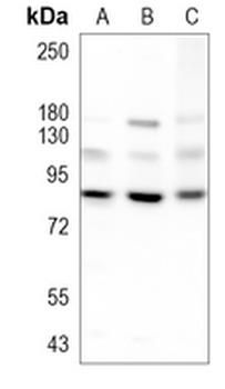 STAT3 Rabbit Monoclonal Antibody