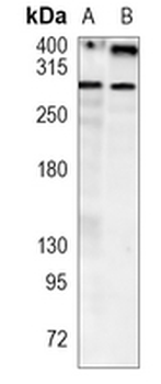 USP9X Rabbit Monoclonal Antibody