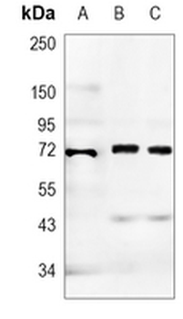 TPBG Rabbit Monoclonal Antibody