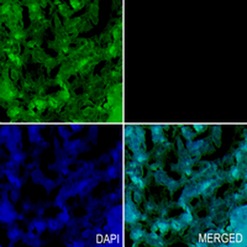 NeuN Rabbit Monoclonal Antibody