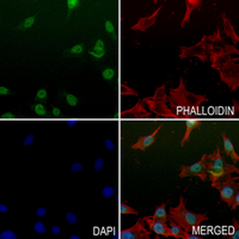NeuN Rabbit Monoclonal Antibody
