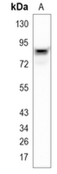 SUN2 Rabbit Monoclonal Antibody