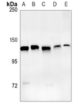 Exportin 5 Rabbit Monoclonal Antibody