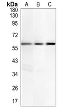 CRMP-5 Rabbit Monoclonal Antibody