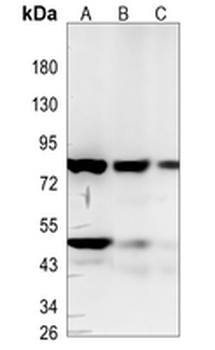 Periostin Rabbit Monoclonal Antibody