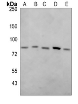 MFN2 Rabbit Monoclonal Antibody