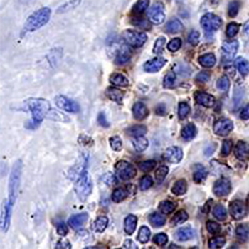 CD3e Rabbit Monoclonal Antibody