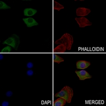 CD325 Rabbit Monoclonal Antibody