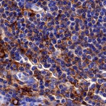 CD44 Rabbit Monoclonal Antibody
