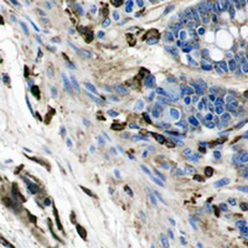 Beta-actin Rabbit Monoclonal Antibody