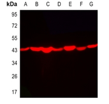 Goat Anti-Rabbit IgG (H&L) Antibody (AcalephFluor680)