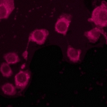 Goat Anti-Mouse IgG (H&L) Antibody (AcalephFluor647)