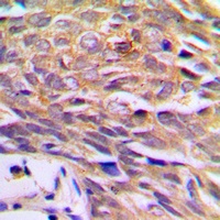 p23 Rabbit Polyclonal Antibody