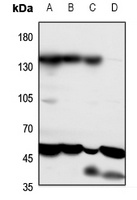 PTHR1 Rabbit Polyclonal Antibody