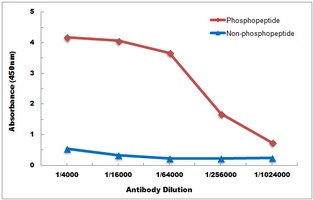 NF-kappaB p65 (Phospho-T254) Antibody
