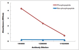 RET (Phospho-Y1062) Antibody