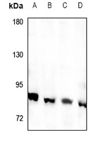RFWD3 Antibody
