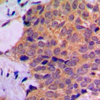 RPL7 Rabbit Polyclonal Antibody