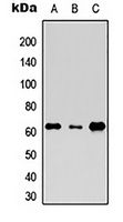 Rhotekin Rabbit Polyclonal Antibody