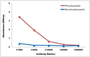 SGK1/2 (Phospho-T256/253) Antibody