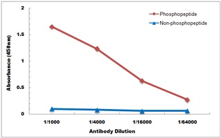 SMAD2 (Phospho-S467) Antibody