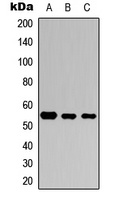 SMAD3 (Phospho-S423) Rabbit Polyclonal Antibody