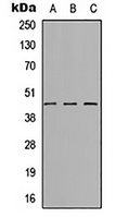 SYT8 Rabbit Polyclonal Antibody