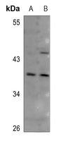 CD134 Rabbit Polyclonal Antibody