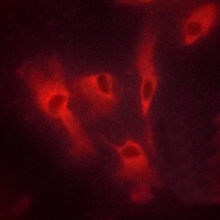 CD134 Rabbit Polyclonal Antibody
