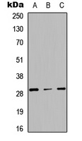 CD134 Rabbit Polyclonal Antibody