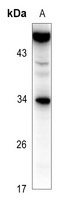 CD252 Rabbit Polyclonal Antibody
