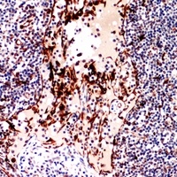 CD252 Rabbit Polyclonal Antibody