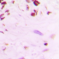 p53 (Phospho-S392) Antibody