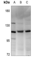 Vinculin Rabbit Polyclonal Antibody