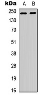 WNK1 Rabbit Polyclonal Antibody