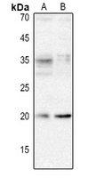XCL1 Antibody