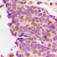 PS1D Rabbit Polyclonal Antibody