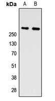ZNF462 Rabbit Polyclonal Antibody