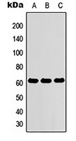 ZNF76 Rabbit Polyclonal Antibody