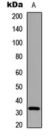 Adiponectin Antibody