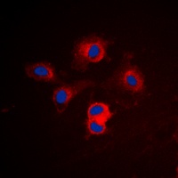 BCLX Antibody