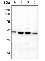 BMP6 Rabbit Polyclonal Antibody