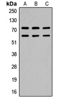 CaMK2 beta/gamma (Phospho-T287) Antibody