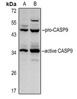 Caspase 9 p35 Rabbit Polyclonal Antibody